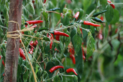 Peperoncini i Americo Quattrociocchis hage